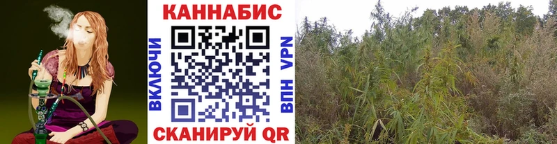 Конопля сатива Болотное